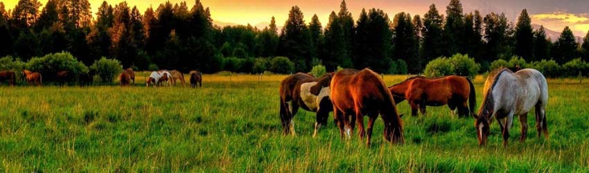 Insumos para el campo