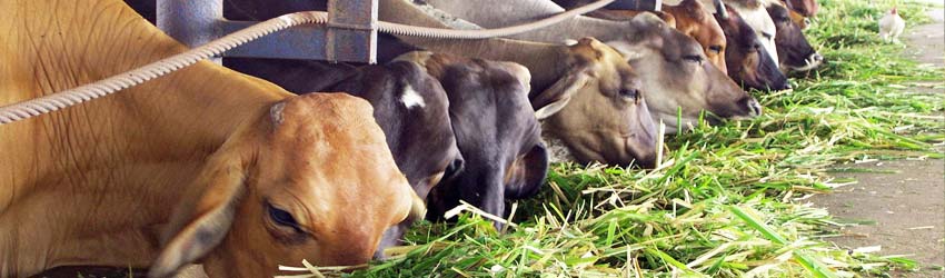 Productos Veterinarios