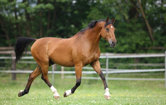Miopatias en el equino de deporte Miopatias en el equino de deporte
